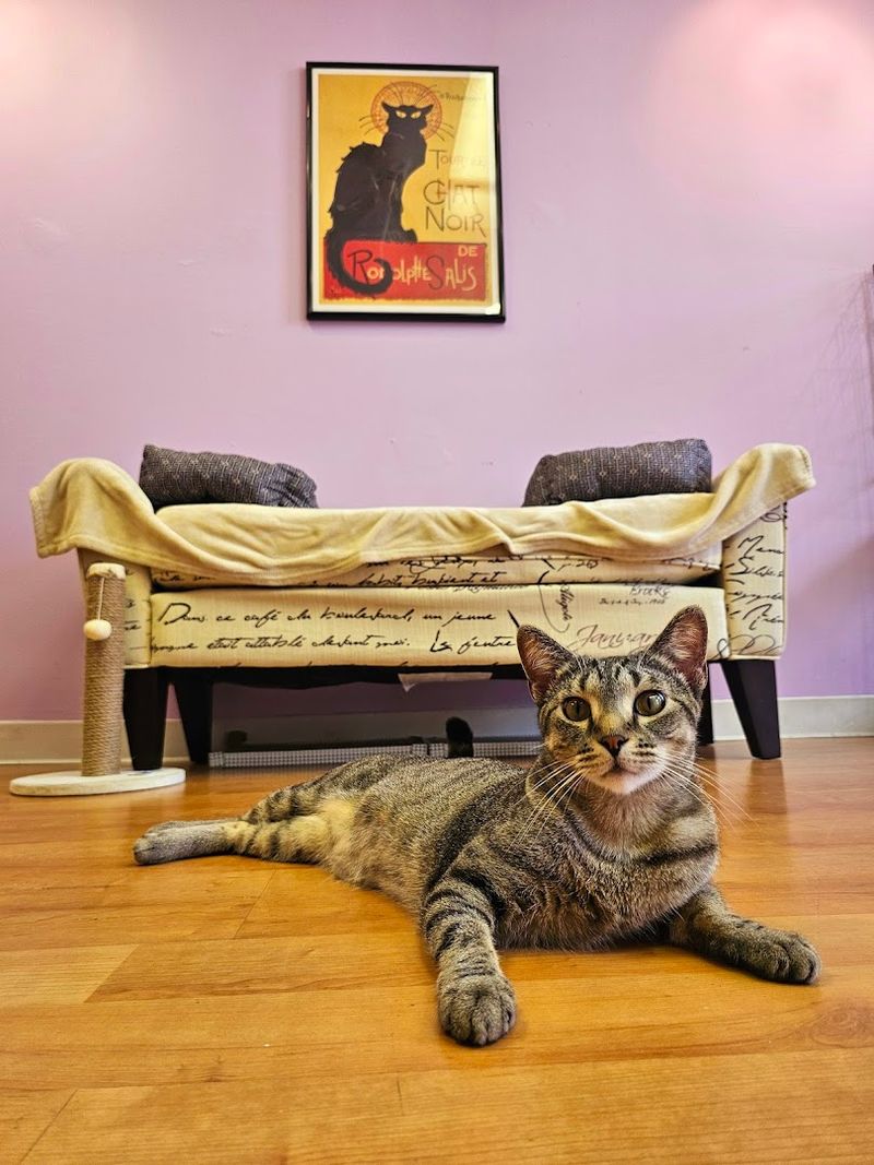 The Cats' Pyjamas Cat Cafe, Springfield