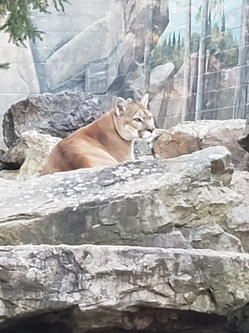 The Wildlife Park Safari Tour