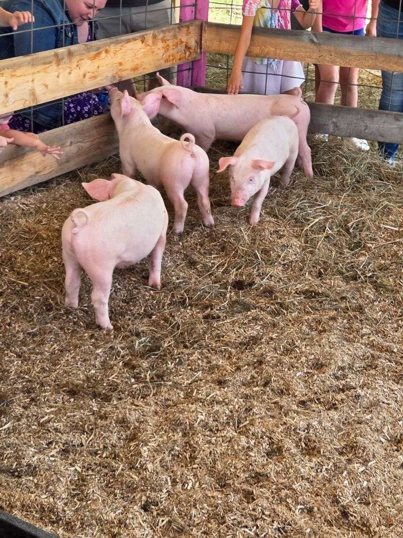 The Charlotte's Web Connection