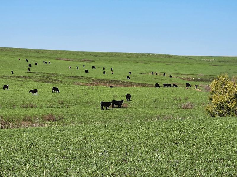 Tallgrass Prairie National Preserve Right At Your Doorstep