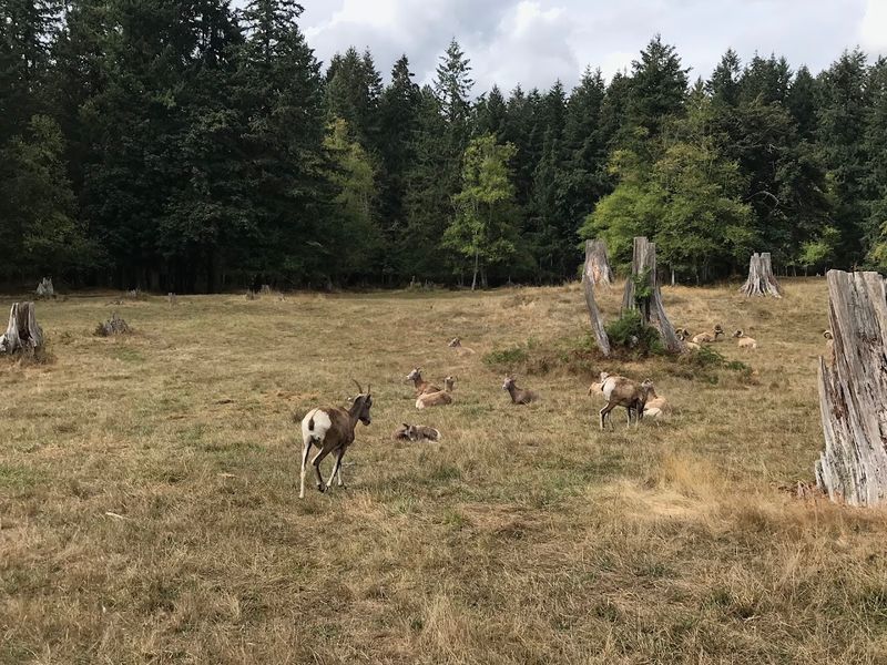 Wolf Watching At The E.H. Baker Cabin Exhibit