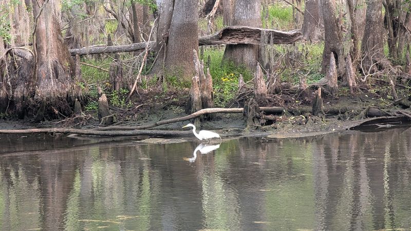 The Cypress Forest At The End Of The Boardwalk