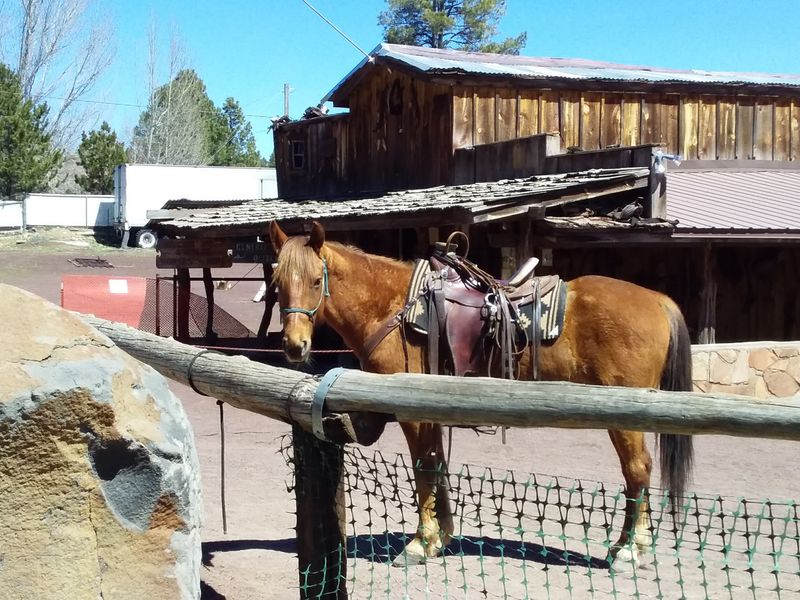 The Horses That Make It Happen