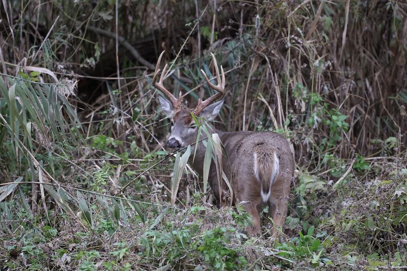 Wildlife Beyond the Birds