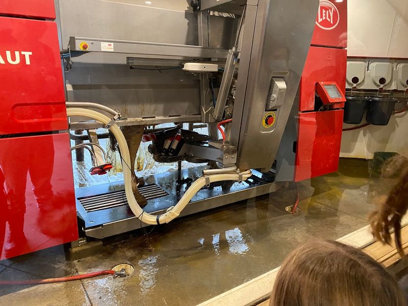 Plan Around The 3 PM Milking If You Want To See How It All Works