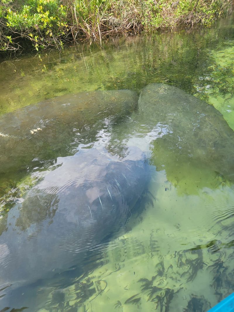 Manatee Moments In The Slow Lane