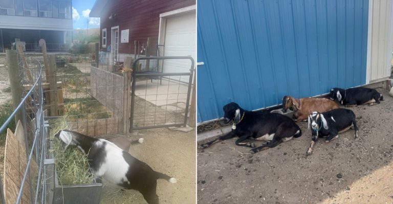 The Colorado Farm-Town Spring Escape Nobody Talks About Enough