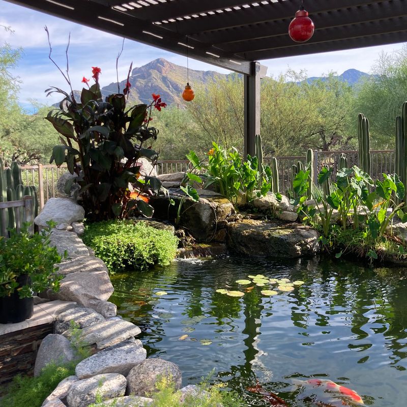 The Colorful Koi Shop And Its Finned Residents