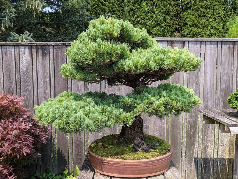 The Conifer Collections Give The Place Its Distinctive Personality