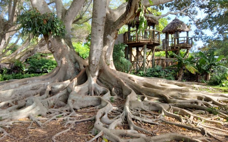 Banyan Trees With Bridges That Kids And Adults Both Love