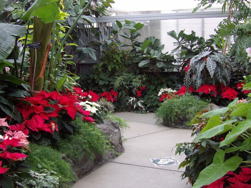 The Conservatory's Rotating Seasonal Flower Displays The Conservatory's Rotating Seasonal Flower Displays