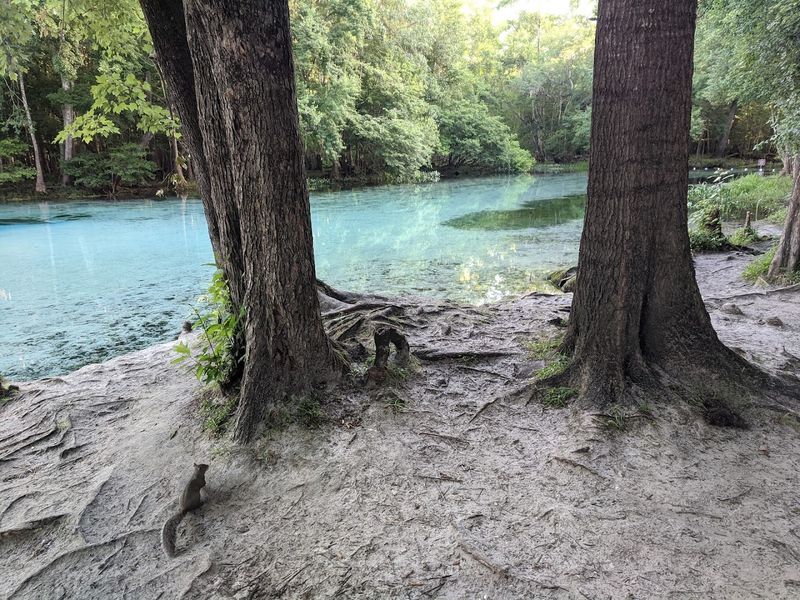 The Spring Head Where The Magic Actually Starts