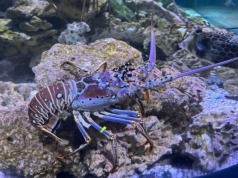 The Coral Reef Habitat Surrounds You
