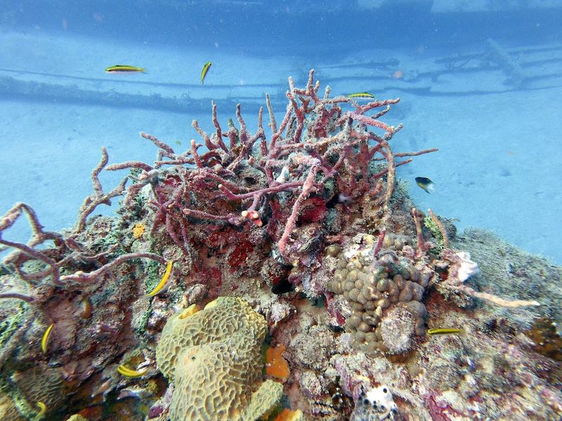 The Coral Reef Just Offshore Makes This A Snorkeling Paradise