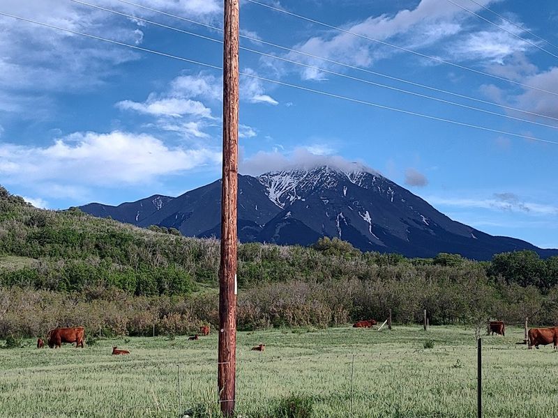 Wildlife Along the Way: The Unscheduled Entertainment