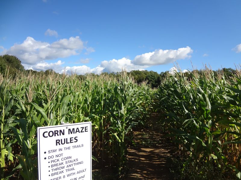 The Corn Maze And Pumpkin Patch Adventure