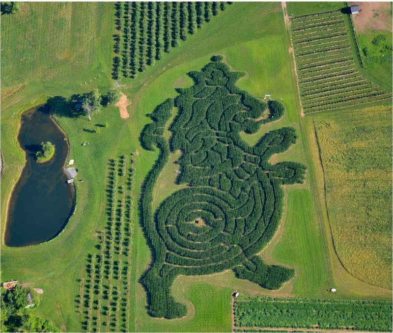 The Corn Maze That Changes Every Year The Corn Maze That Changes Every Year