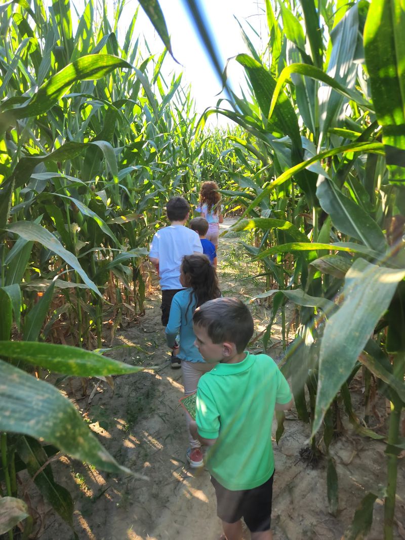 The Corn Maze Turns The Farm Into An Adventure