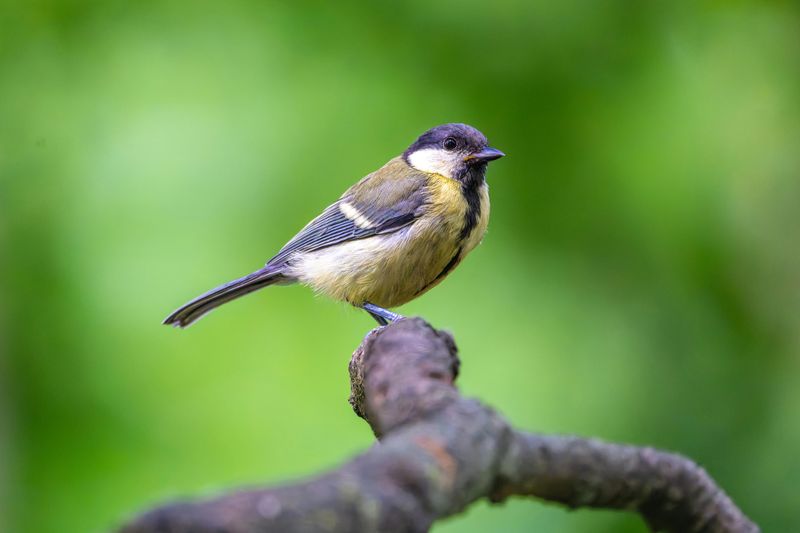 Bird Watching That Will Seriously Change Your Life
