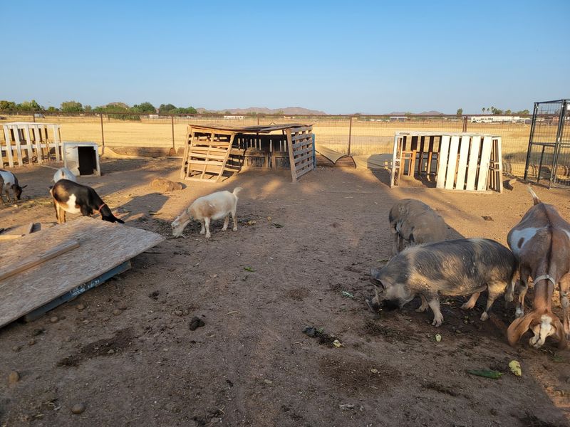 The Couple Who Built An Ark In The Desert
