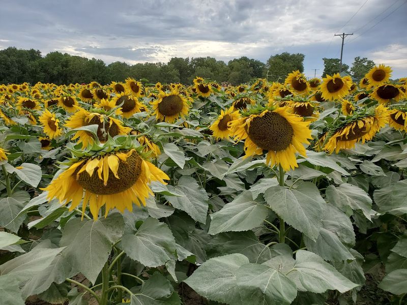 A Free Experience With Real Value