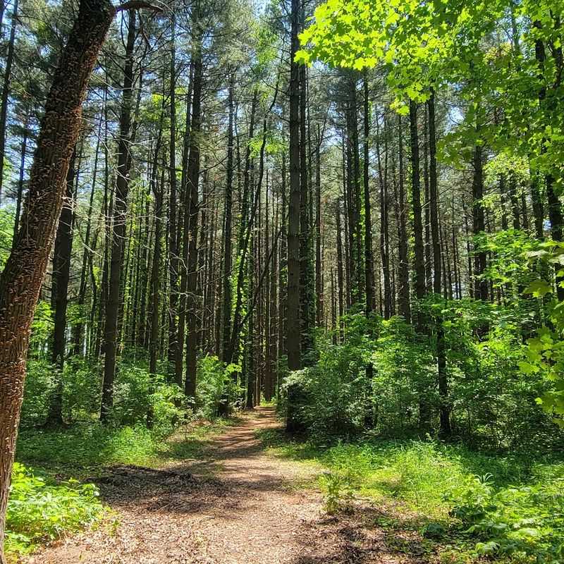 A Forest With A Name That Perfectly Fits