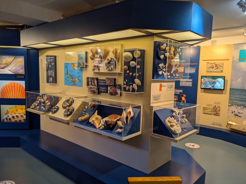 The Cuban Polymita Display Is A Rare Treat