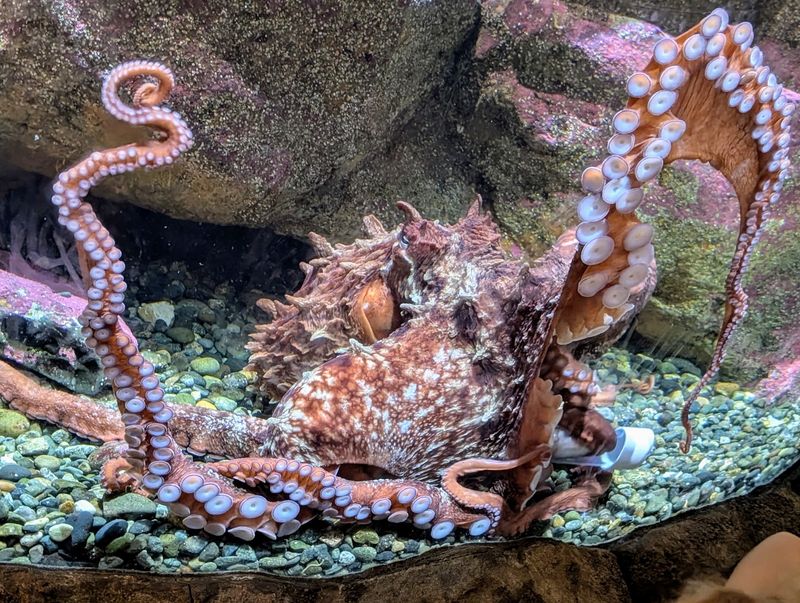 The Curious Octopus in Its Tank The Curious Octopus in Its Tank