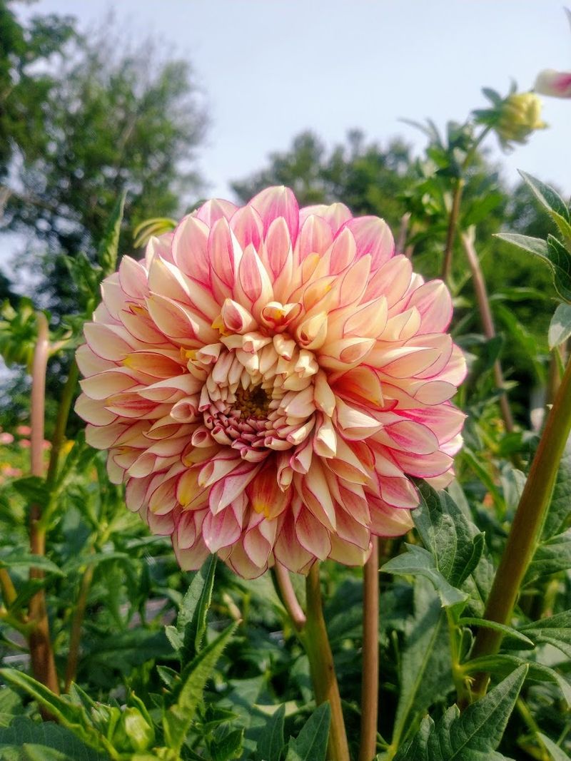 The Dahlia Selection That Makes Flower Enthusiasts Drive For Hours The Dahlia Selection That Makes Flower Enthusiasts Drive For Hours