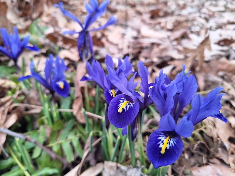 Toledo Botanical Garden, Toledo, OH