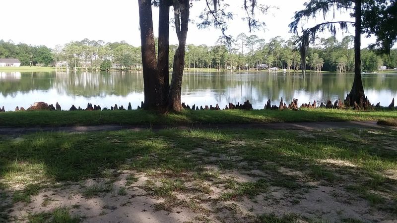 The Dead Lakes Are Spookier Than They Sound The Dead Lakes Are Spookier Than They Sound
