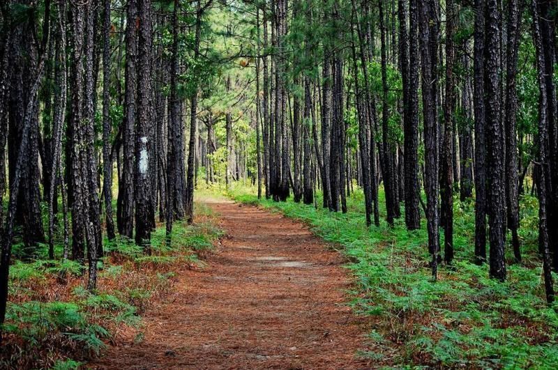 The Dense Canopy Creates A Tick Paradise
