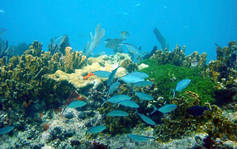 The Surrounding Reef And Marine Life
