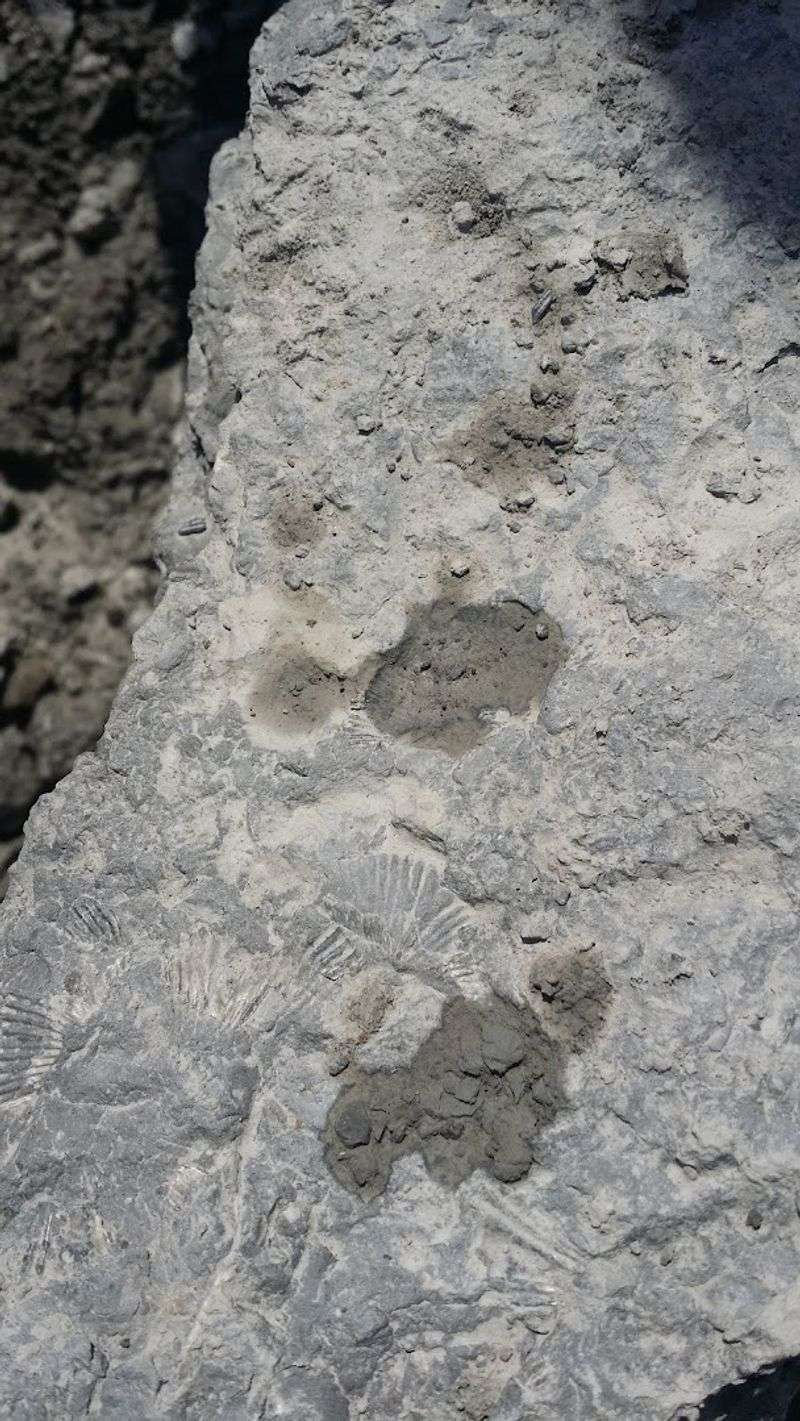 The Devonian Period and Why These Fossils Are So Old