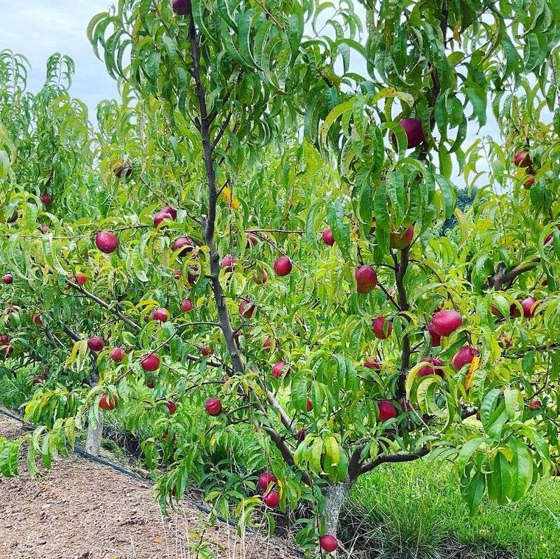 The Powdered Sugar Finish Is A Signature Touch