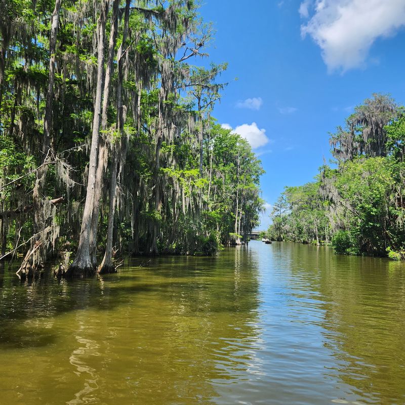 The Dora Canal Is One of Florida's Most Scenic Waterways