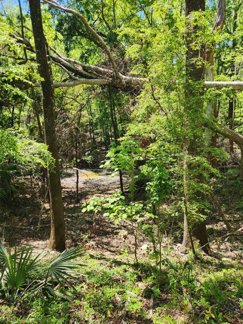 The Peaceful Solitude