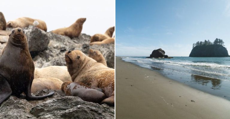 The Dreamy Washington Coastal Town Where Seals Are The Only Locals You’ll Meet