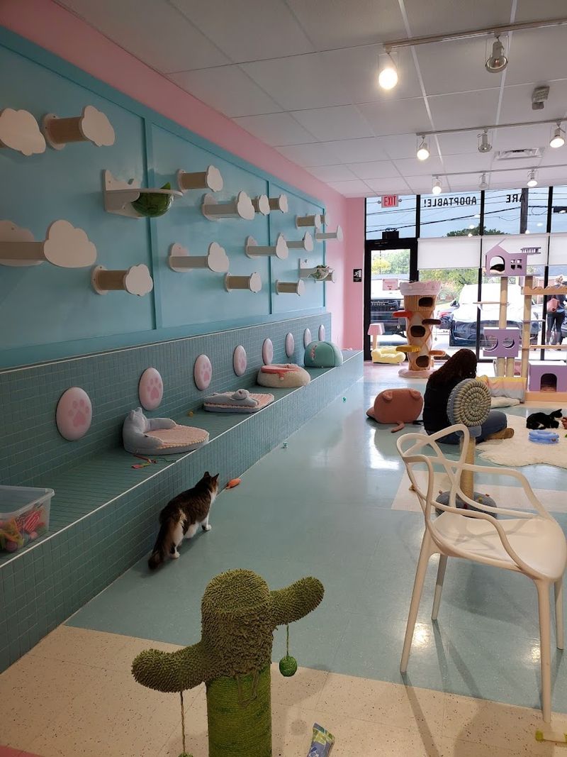 The Cat Lounge: A Calm Space Built for Connection