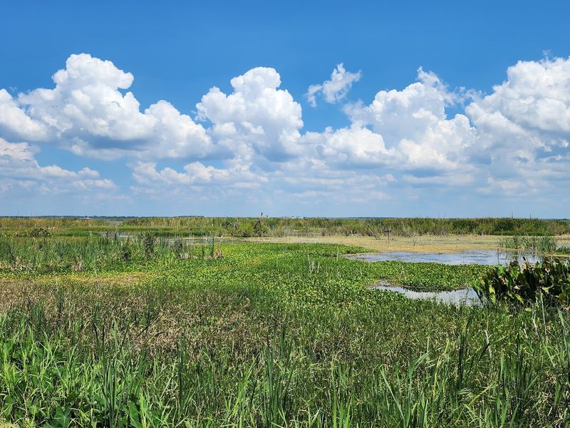 Turtles, Otters, And Raccoons Round Out The Wildlife Roster
