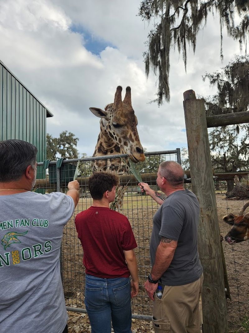 Up-Close Giraffe Feeding That You Will Never Stop Talking About