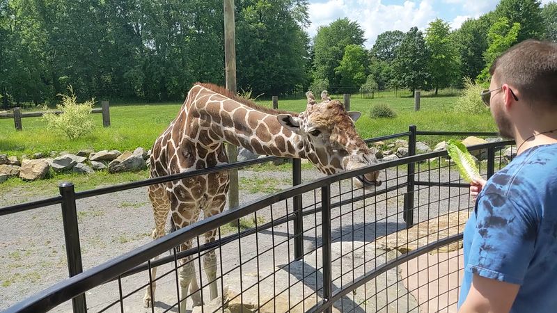 Giraffe Feeding Up Close