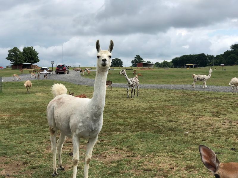 A Simple Guide To Reaching The Park In Alamo