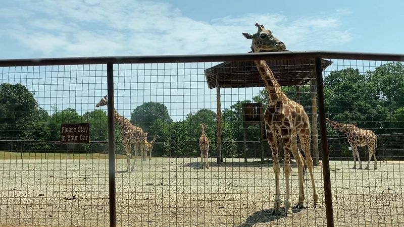 Meeting The Giraffes 