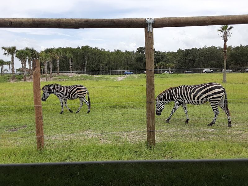 The Drive-Thru Safari Experience