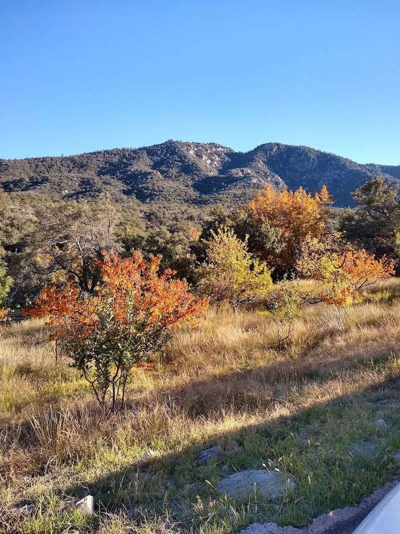 The Drive Up To The Orchard
