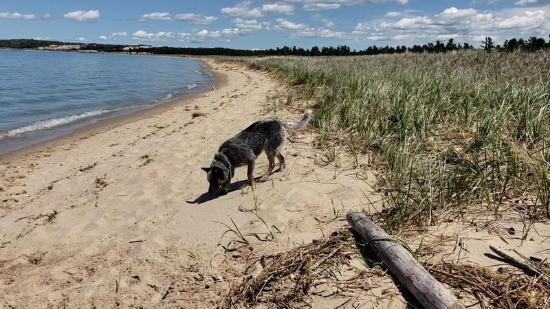 The Dunes Hold Rare Plants