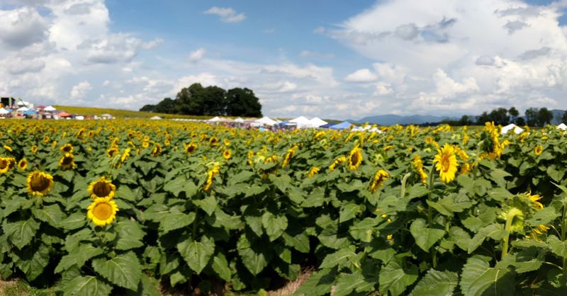 The East Coast's Largest Sunflower Festival Is Right Here
