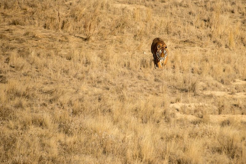 First Steps On The Plains