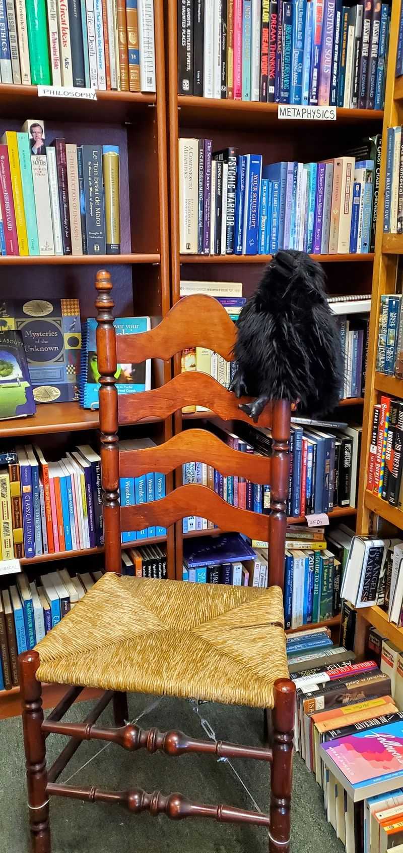 The Eclectic Reader’s Cat Story Needs A Date